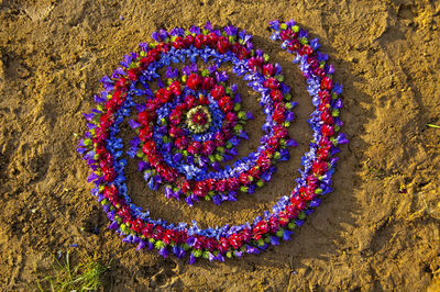 High angle view of multi colored flowering plants on land