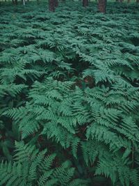 Full frame shot of plants