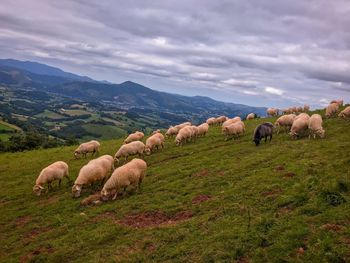 Flock of sheep on field against sky