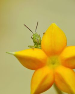 Close-up of yellow flower