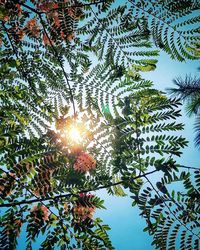 Low angle view of tree against sky