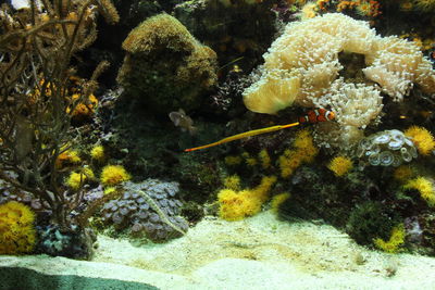 Close-up of fish swimming in sea