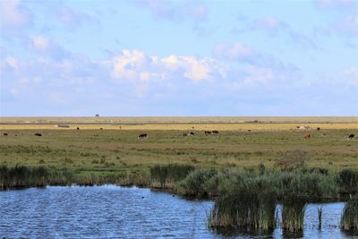 Scenic view of landscape against sky. wetlands next to copenhagen.