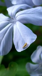 Close-up of purple flowers blooming outdoors