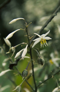 Close-up of white flower