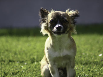 Portrait of dog on field