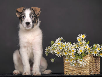 Portrait of white dog sitting by basket against black background