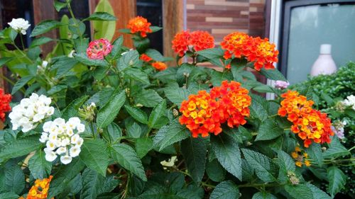 Close-up of marigold blooming outdoors