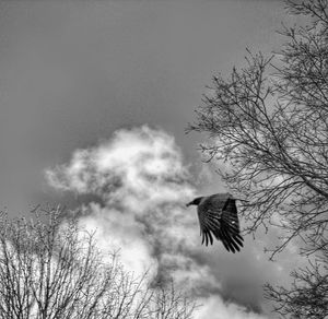 Low angle view of eagle flying against sky