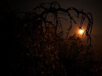 Silhouette trees against sky during sunset