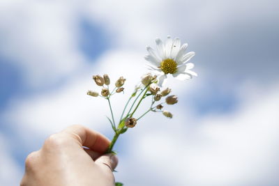 Close-up of hand holding flowering plant