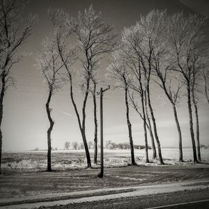 Bare trees on landscape against sky