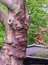 Close-up of a tree trunk