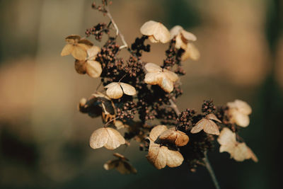 Close-up of wilted flower plant