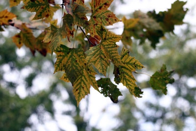 Low angle view of maple leaves on tree during autumn