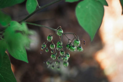 Close-up of fresh green leaves