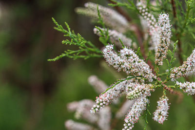 Close-up of white flowering plant