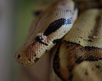 Close-up of snake