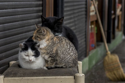 Close-up of cats sitting outdoors