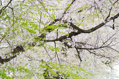 Low angle view of cherry tree against sky