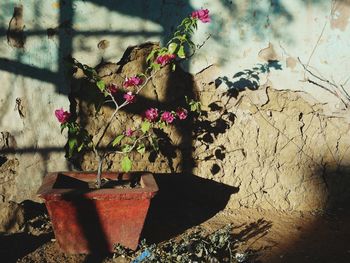 Close-up of plants against blurred background