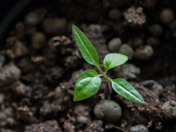 Close-up of young plant growing outdoors