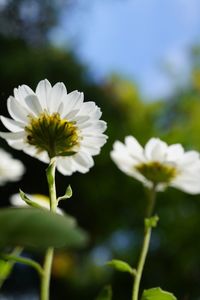 Close-up of white flowers blooming outdoors