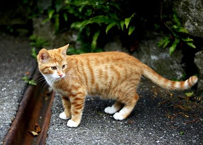 Portrait of ginger cat sitting outdoors