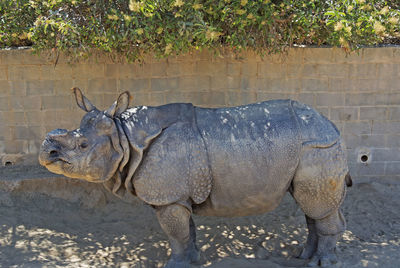 Rhino in zoo
