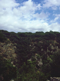 Low angle view of trees against sky