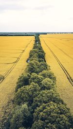 Shadow of plants on field against sky