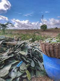 Plants growing on land against blue sky