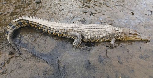 South east asian crocodile,on the banks of the brunei river.