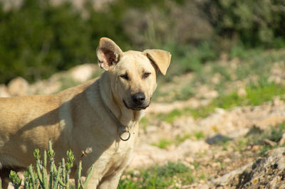 Portrait of sheep goat dog standing on field