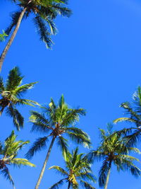 Low angle view of palm trees against blue sky