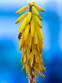 Close-up of yellow flowering plant against blue sky