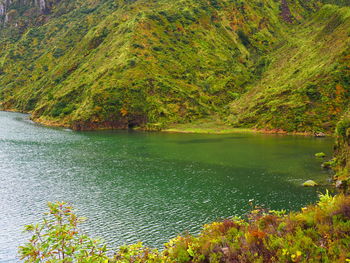 Scenic view of lake by trees in forest