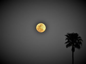 Low angle view of tree against moon at night