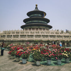 View of potted plants against building