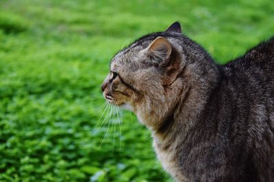 Close-up of a cat