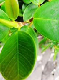 Close-up of green leaves