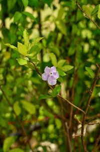 Close-up of flowers against blurred background