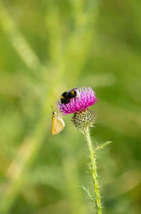 Close-up of insect on flower