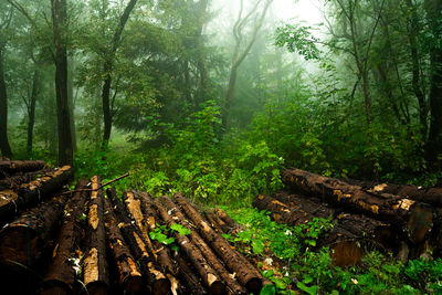 Scenic view of forest