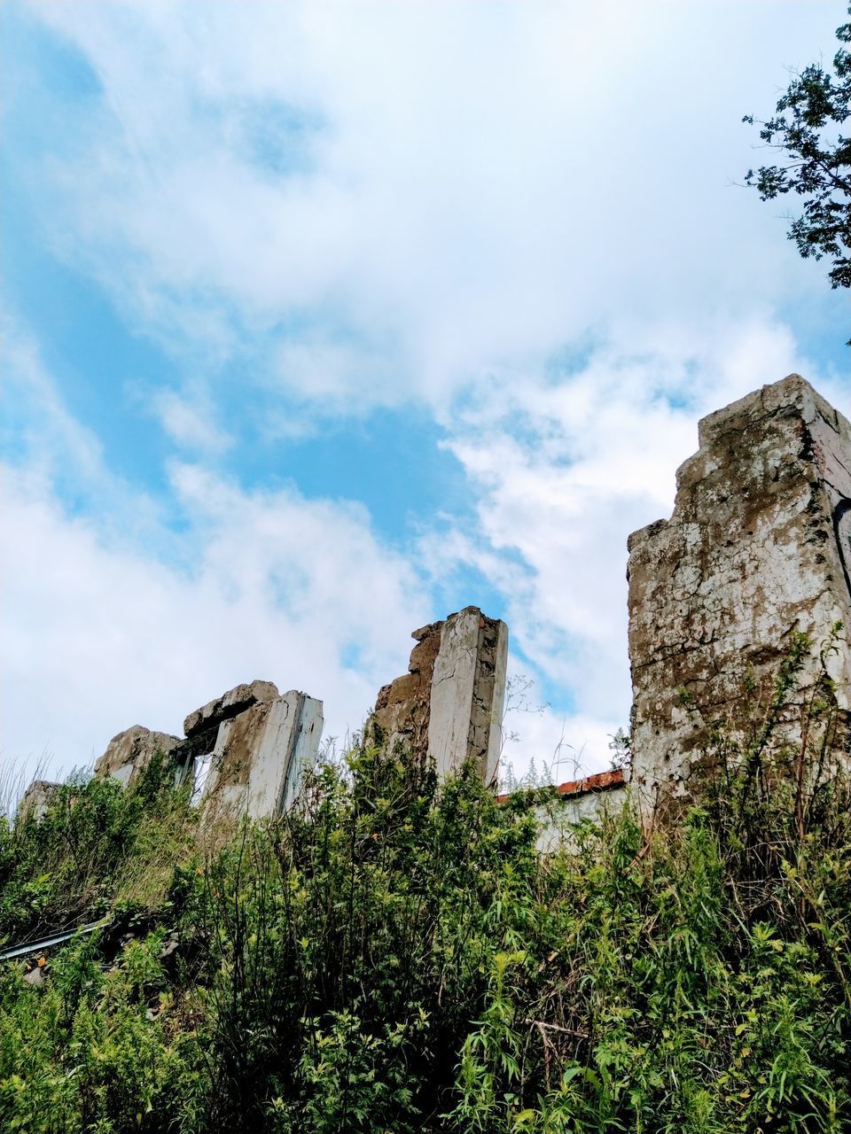 LOW ANGLE VIEW OF PLANTS GROWING ON OLD BUILDING