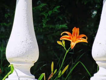 Close-up of orange flowering plant