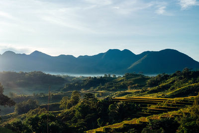 Scenic view of agricultural field against sky