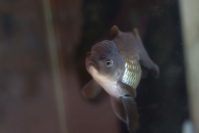 View of fish swimming in sea