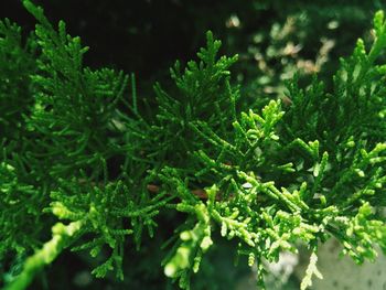 Close-up of water drops on leaves