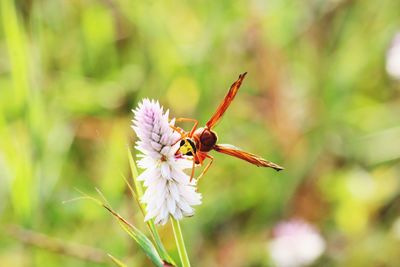 Close-up of bee on flower